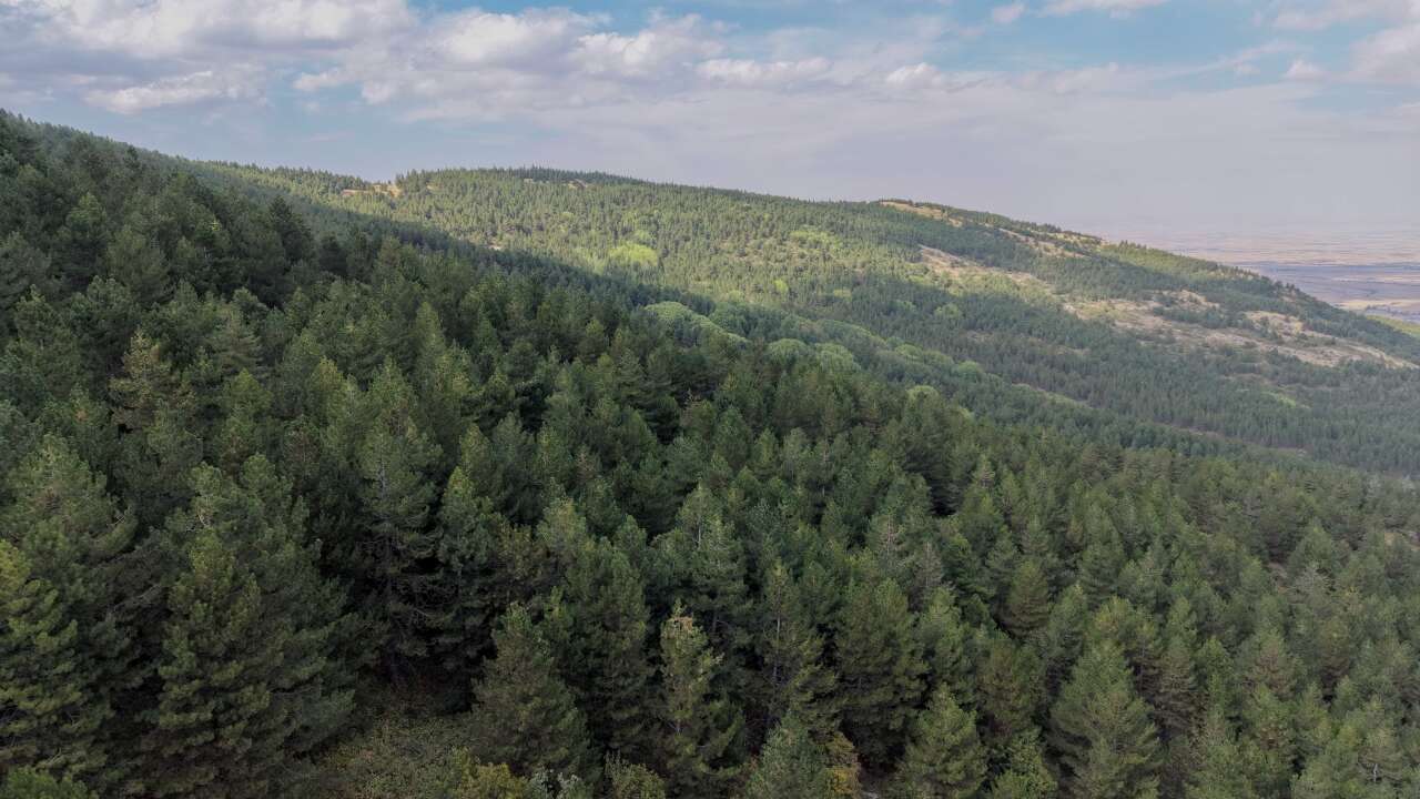 Kuraklığıyla bilinen Konya’nın orman varlığı şaşırttı! Türkiye’de 6’ncı sırada yer aldı 4